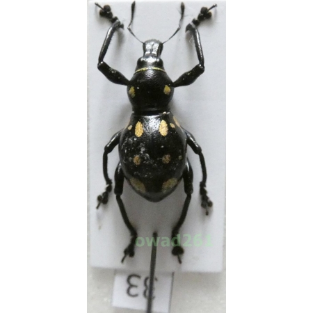 Metapocyrtus consobrinus Schultze, 1919 male Philippines33